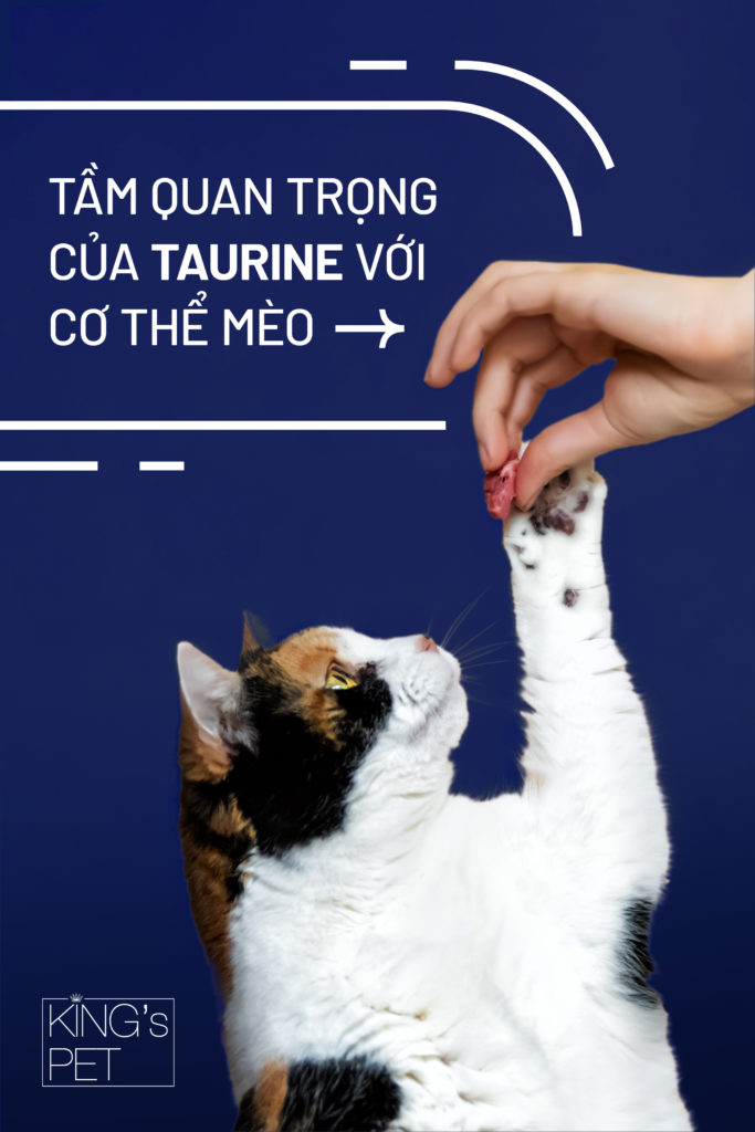 Nếu muốn mèo mù hãy cắt Taurine ra khỏi khẩu phần ăn