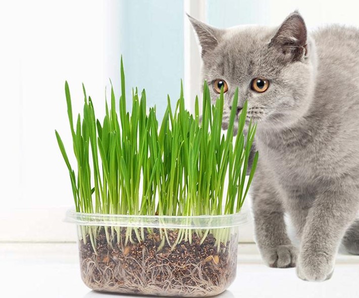 Mách bạn cách trồng cỏ mèo siêu đơn giản, "bội thu" tại nhà
