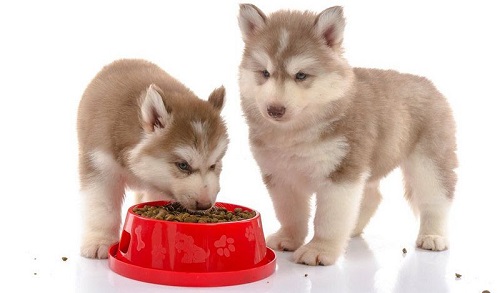 Gợi ý các loại thức ăn cho chó con 2 tháng tuổi giàu dưỡng chất