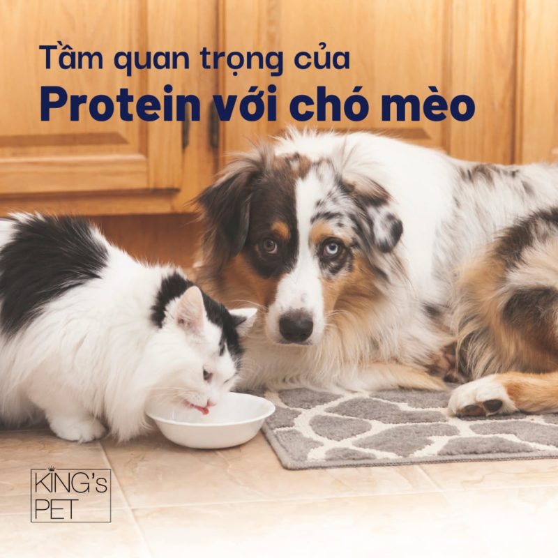 Tầm quan trọng của protein ở chó mèo