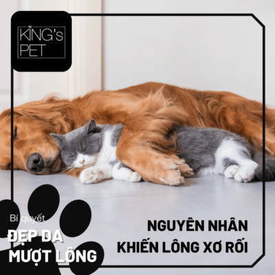 Nguyên nhân khiến lông xơ rối