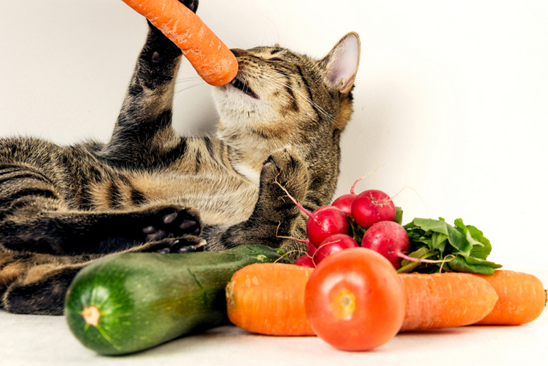 Các loại rau củ mèo ăn được là gì? Chi tiết tìm hiểu