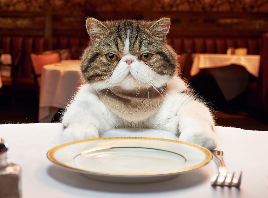 Thức ăn cho mèo: bao nhiêu là đủ trong một ngày?