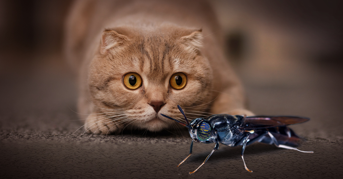 5 mẹo đơn giản giúp đuổi ruồi tránh xa thức ăn cho mèo