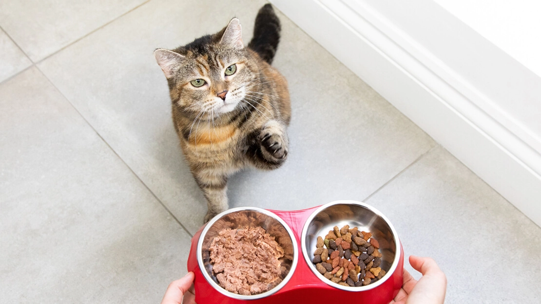 Chọn thức ăn cho mèo – dạng khô, dạng ướt hay kết hợp cả hai