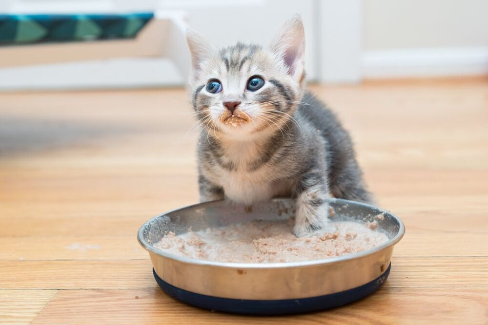 Mèo trưởng thành có thể ăn thức ăn cho mèo con không?