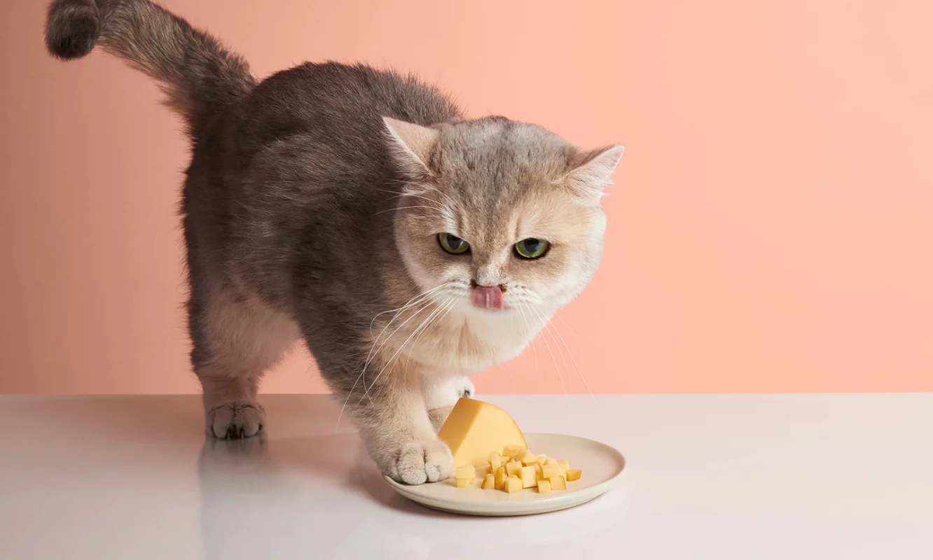 Khi nào nên chuyển từ thức ăn cho mèo con sang thức ăn mèo trưởng thành?