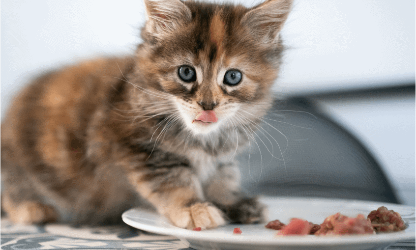 Góc giải đáp: 4 câu hỏi phổ biến về thức ăn cho mèo con
