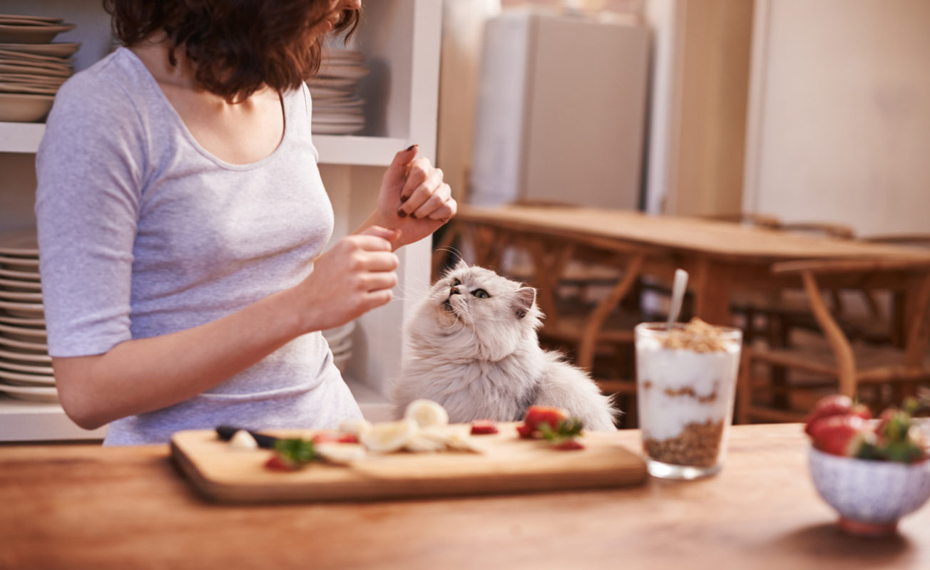 Tất tần tật những điều Sen cần biết về hệ tiêu hóa thức ăn cho mèo