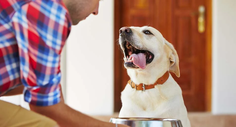 Thường xuyên thay đổi thức ăn cho chó, liệu có hại không?
