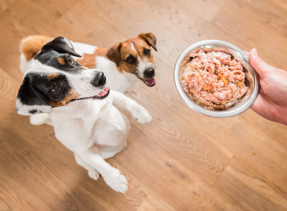 4 tips bảo quản pate cho chó giàu dinh dưỡng