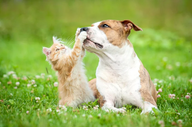 Ăn nhầm thức ăn cho mèo, liệu chó có gặp nguy?