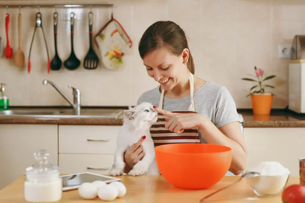 Ưu nhược điểm khi tự nấu pate cho mèo tại nhà