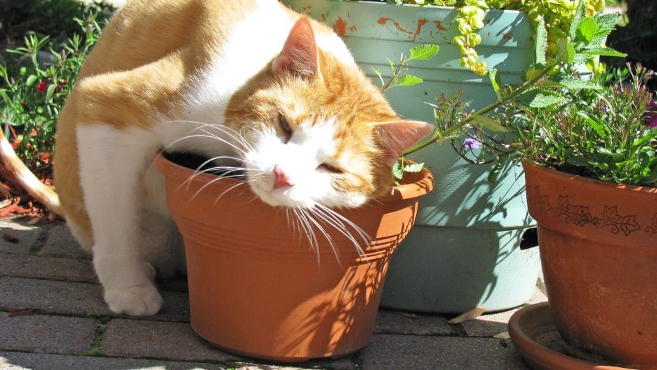 Sen có thể thêm Catnip ( cỏ bạc hà) vào pate cho mèo không?