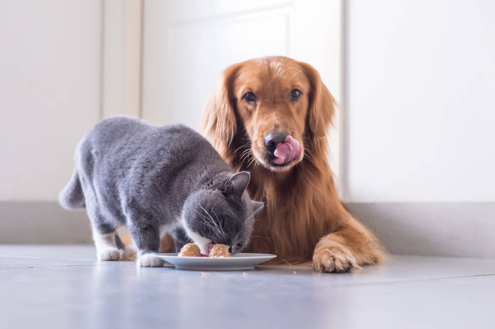 Sự thật về “chất độn” trong thức ăn chó mèo
