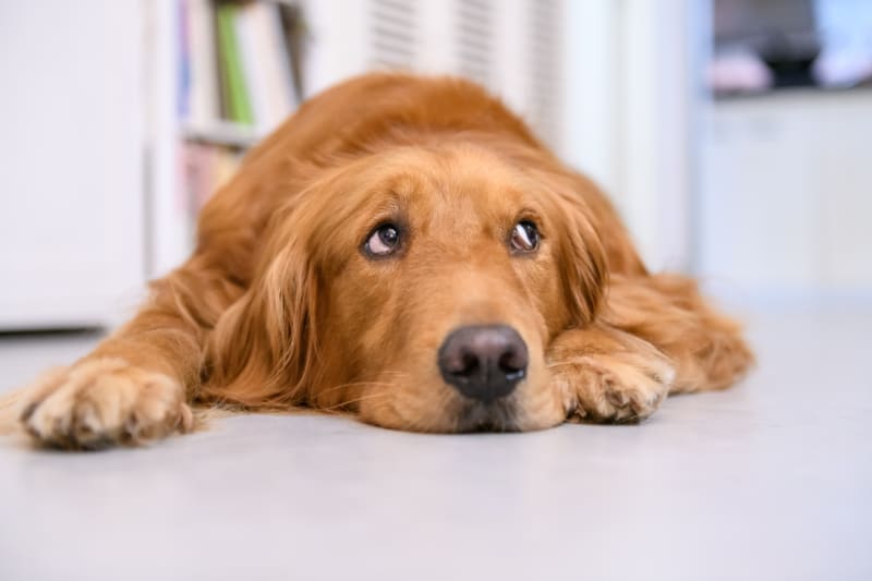 Tiết lộ triệu chứng, nguyên nhân và phương pháp điều trị khi chó bị tiêu chảy