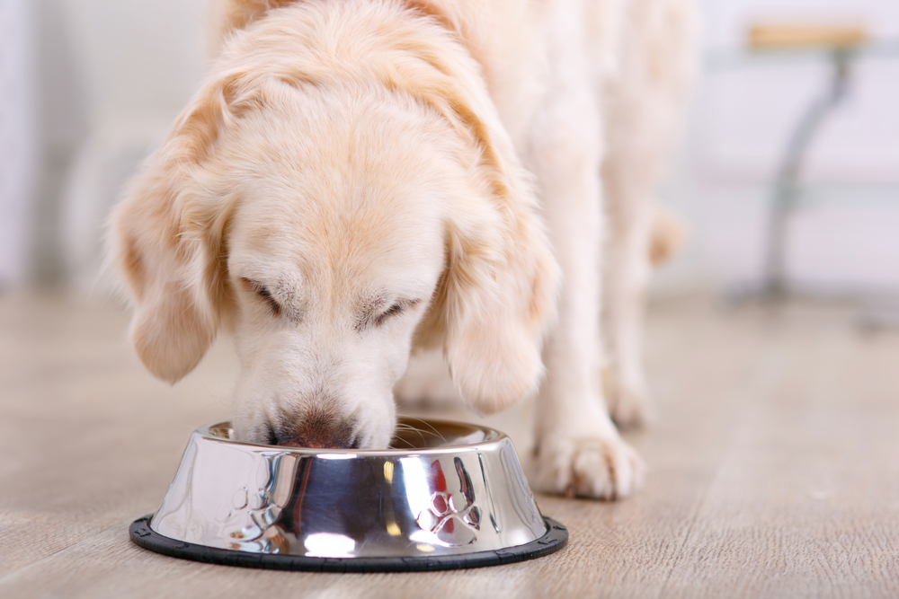 Các boss có thể trải nghiệm hương vị thức ăn cho chó không?
