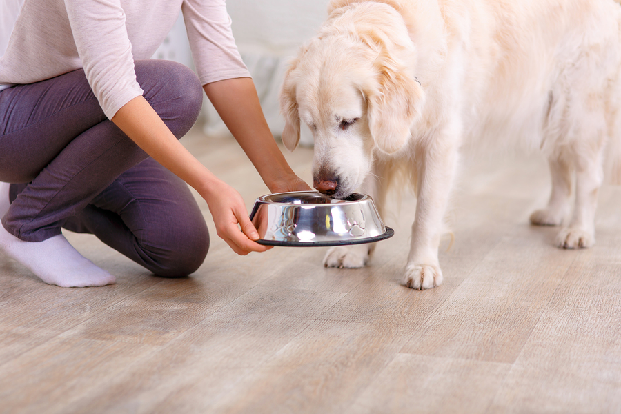Sen biết gì về chế độ luân phiên thức ăn cho chó?