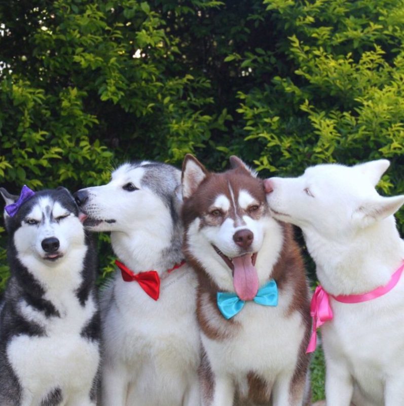 cách tính tuổi chó