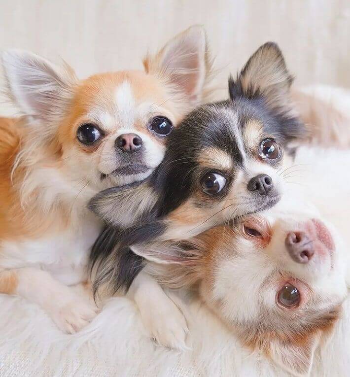 cách tính tuổi chó