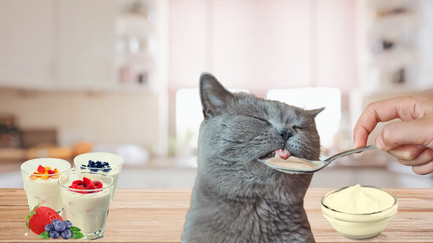 Mèo có ăn được sữa chua không? Câu trả lời chắc chắn nhất cho các Sen