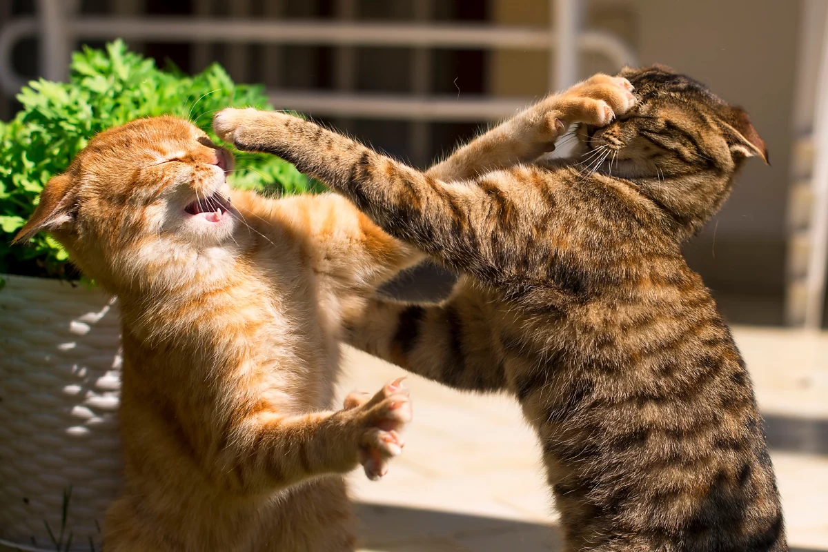 Đại chiến “mèo đánh nhau”: Đâu là nguyên nhân và giải pháp ngăn chặn