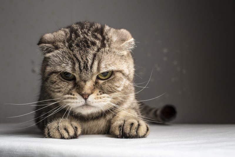 Mèo bị stress “bủa vây”, Sen cần làm gì đây?