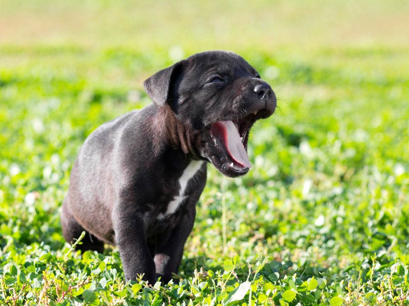 Chó con bị nôn: Nguyên nhân và cách xử lý cấp tốc