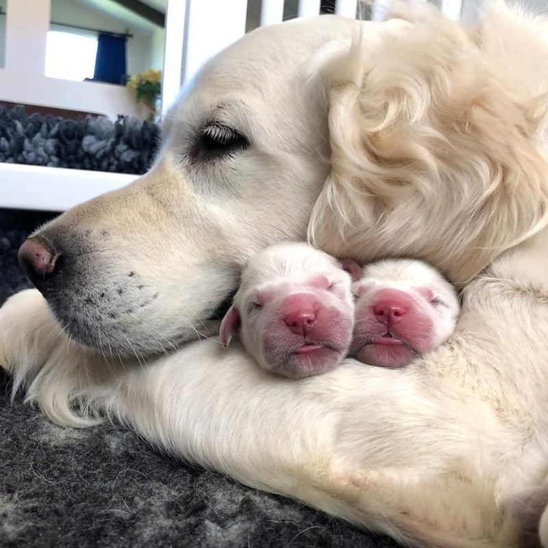 Chó con mấy ngày mở mắt