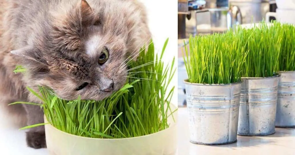 Cỏ mèo có tác dụng gì? Tại sao mèo lại “phát điên” vì món “salad xanh” này