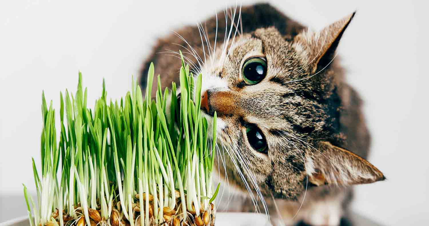 Các loại cỏ mèo đều dễ trồng và không có yêu cầu phức tạp để nảy mầm và phát triển