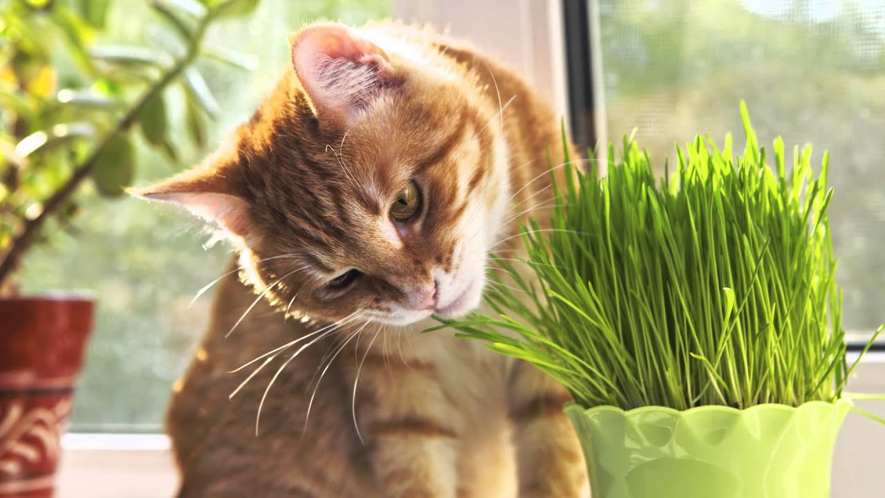 Cỏ mèo là gì? Vì sao mèo ăn thịt nhưng lại thích gặm cỏ?