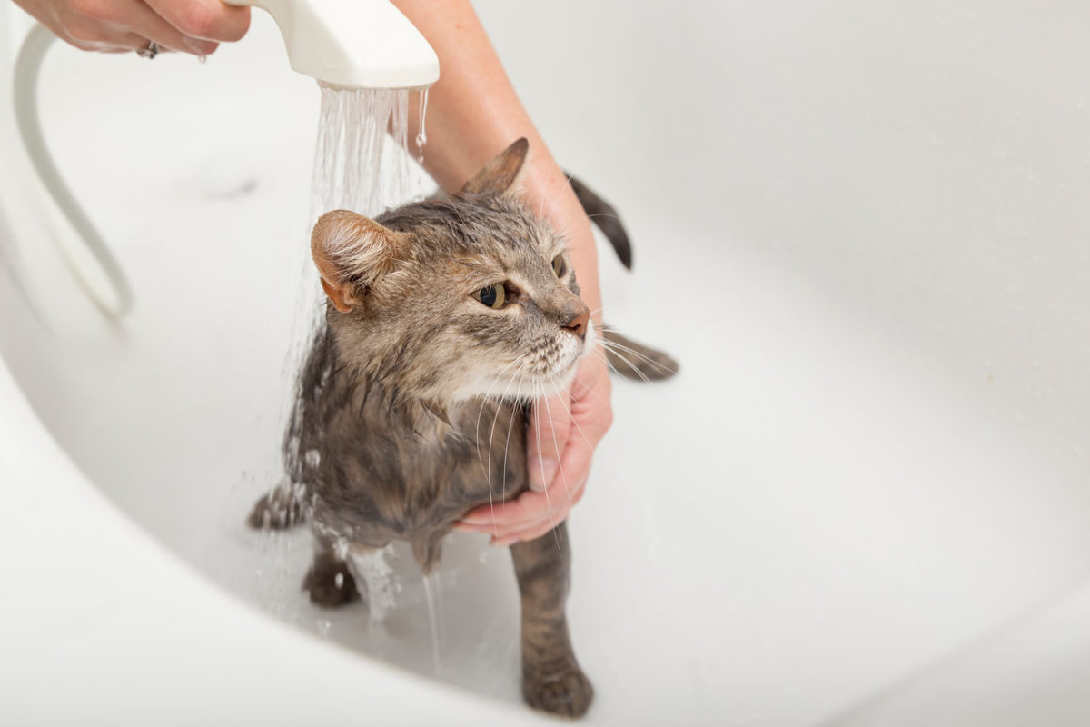Có nên tắm cho mèo con: Câu trả lời có thể khiến bạn bất ngờ