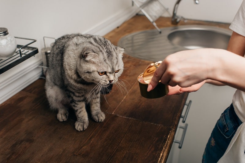 “Lật tẩy” nguyên nhân khiến mèo biếng ăn và cách đối phó