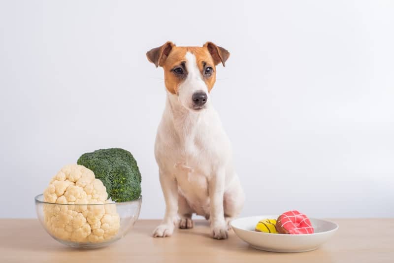 “Giải mã” các tiêu chí chọn thức ăn cho chó giống nhỏ