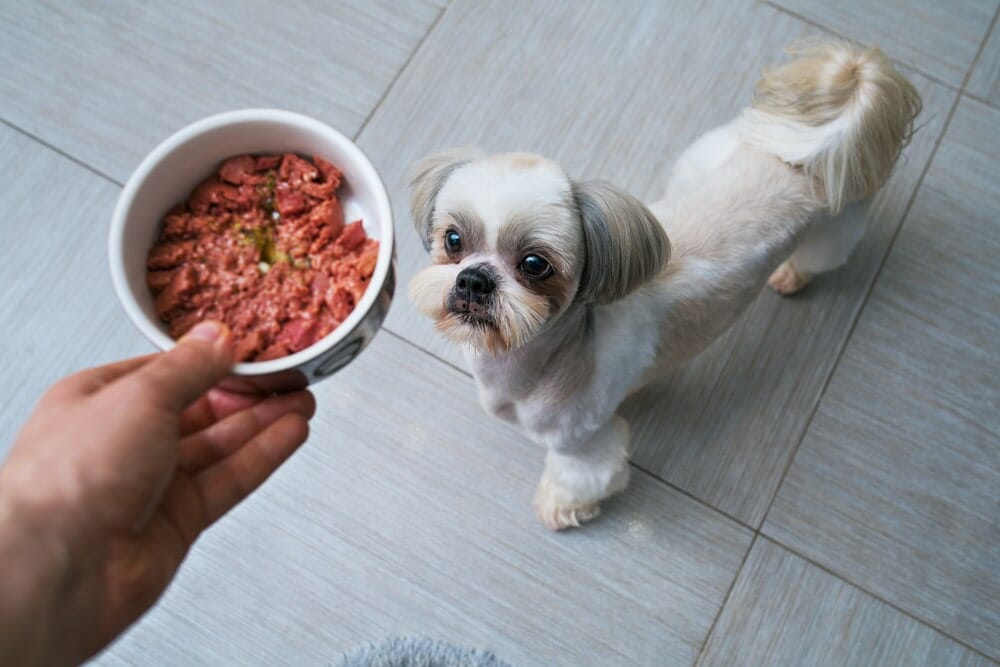 Sen cần làm gì khi thức ăn cho chó gây dị ứng?