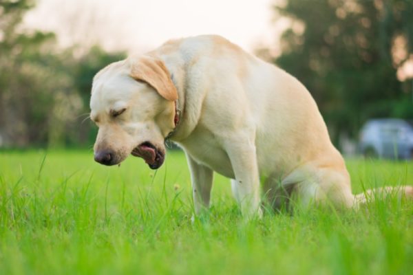 Mách Sen 5 cách chữa chó bị nôn bỏ ăn tại nhà hiệu quả