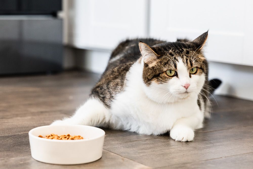 Mèo không chịu ăn hạt, đâu là lý do thực sự?