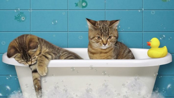 “Hiến kế” cho Sen: 4 bước tắm cho mèo con suôn sẻ