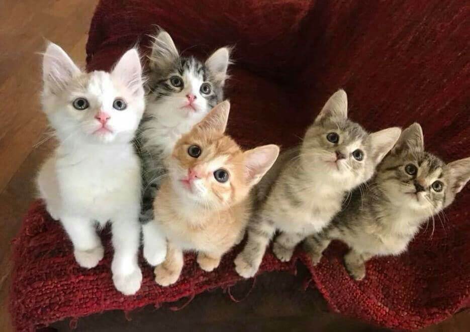 ngôn ngữ của mèo