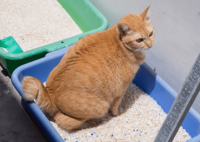 mèo đi phân lỏng