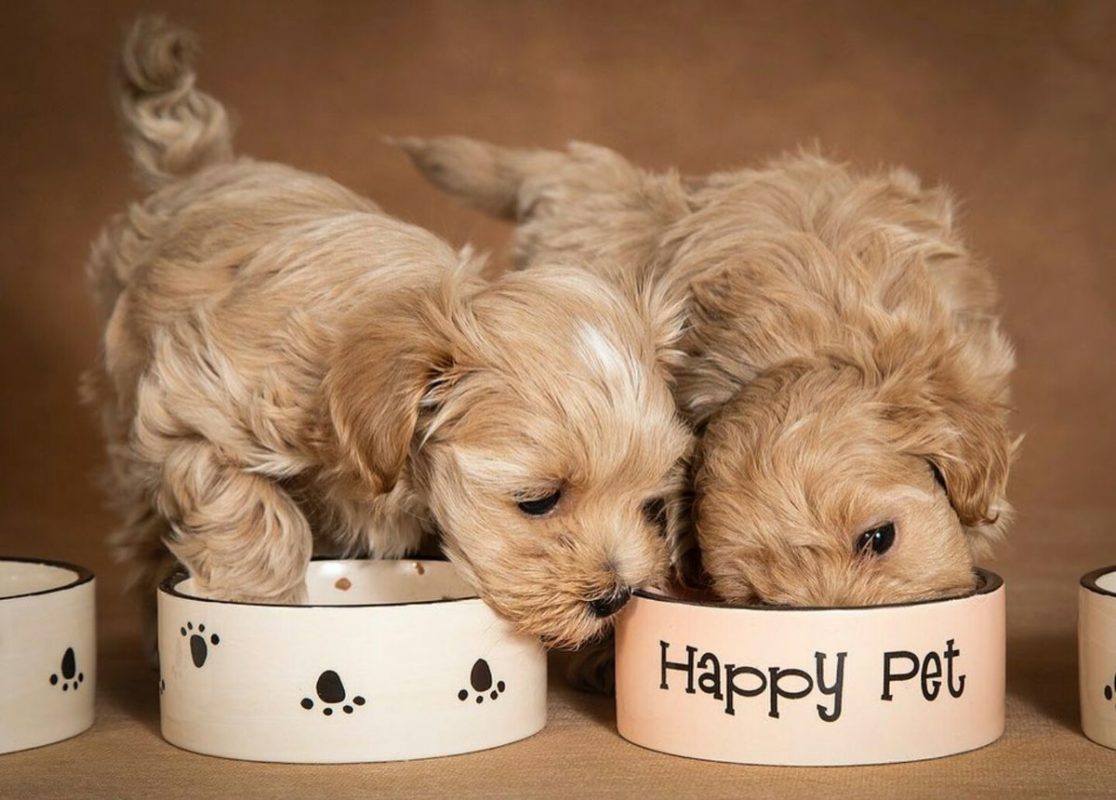 chó con bao nhiêu ngày biết ăn