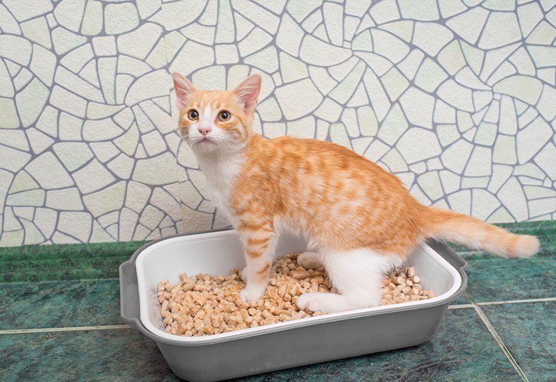 mèo con bị tiêu chảy