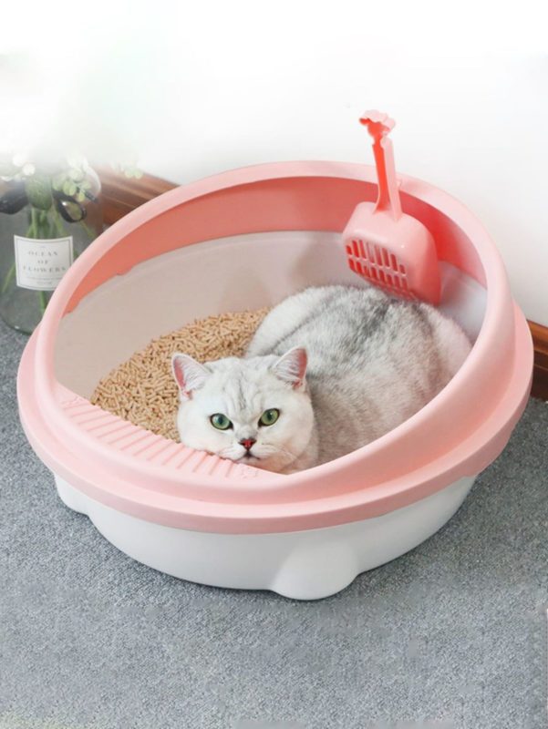 mèo đi phân lỏng