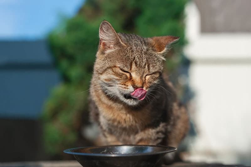 Cho mèo ăn pate bao nhiêu là đủ một ngày?