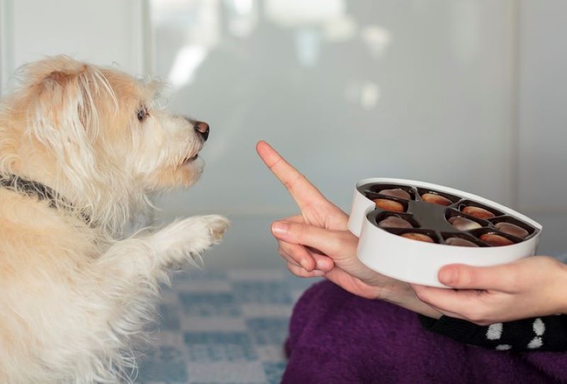 Những thực phẩm nào không được có trong đồ ăn cho chó? 