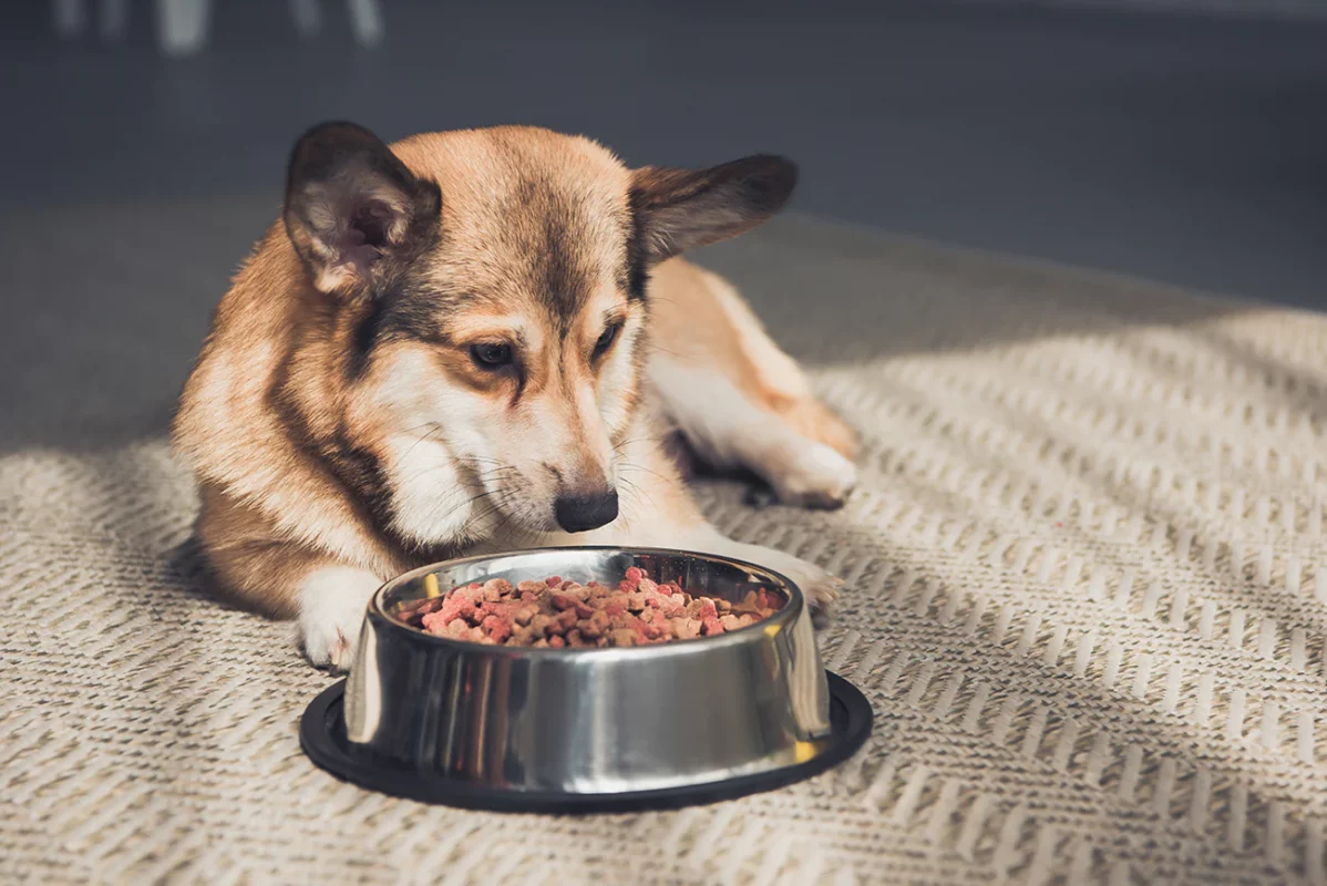 Tất tần tật về protein trong đồ ăn cho chó