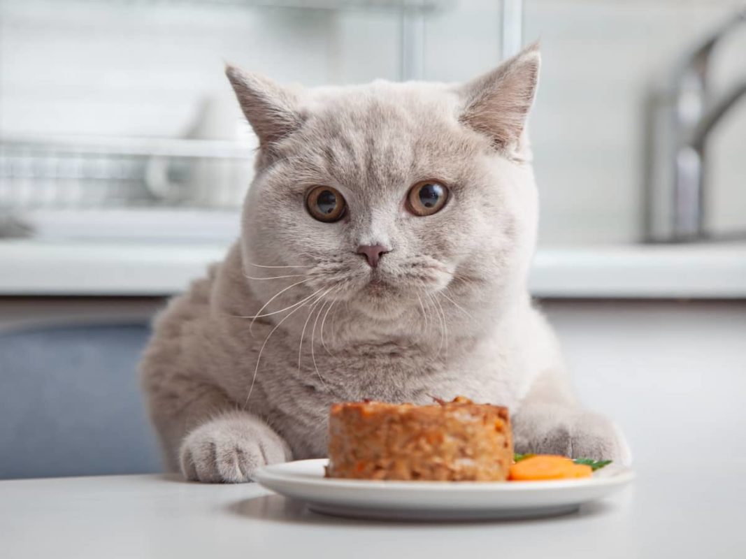 1 ngày mèo ăn bao nhiêu pate - Mách Sen cách cho mèo ăn pate đúng cách