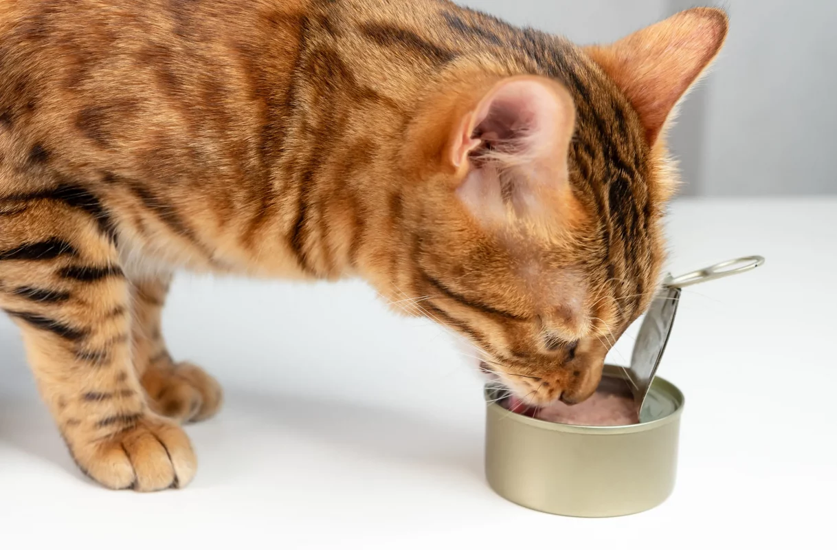 Sen nên cho mèo ăn bao nhiêu pate mỗi ngày?