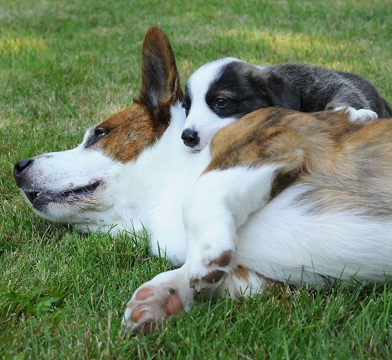 bụng chó kêu ọc ọc